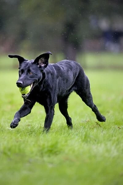 Dog - Black Labrador - running in garden - with tennis ball in mouth