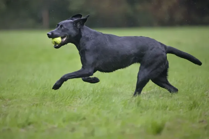 Framed Print : Dog - Black Labrador - running in garden - with tennis ball in mouth Framed Print : Dog - Black Labrador - running in garden - with tennis ball in mouth