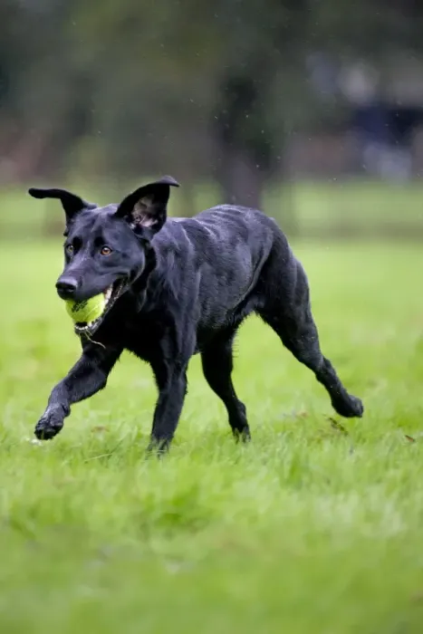 Framed Print : Dog - Black Labrador - running in garden - with tennis ball in mouth Framed Print : Dog - Black Labrador - running in garden - with tennis ball in mouth