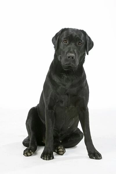 Dog - Black Labrador - sitting down