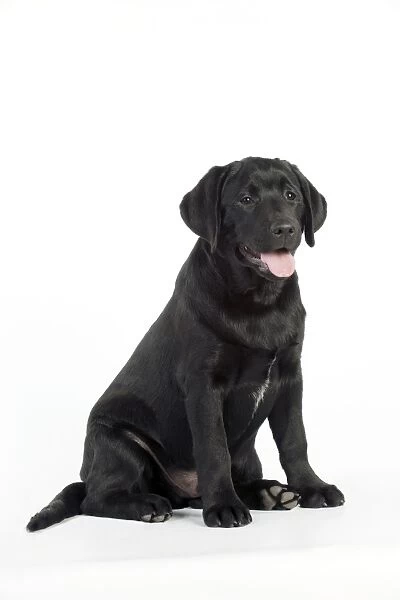 DOG Black labrador sitting (Print #8706785) Framed Photos, Wall Art