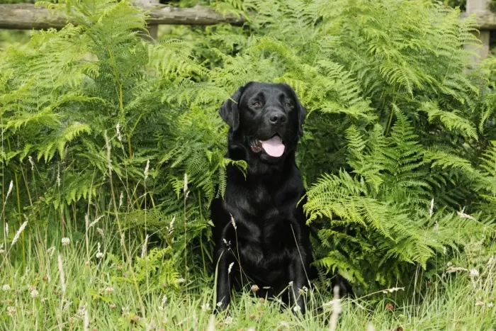 Framed Print : Dog. Black labrador sitting in ferns Framed Print : Dog. Black labrador sitting in ferns