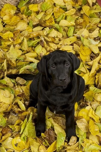 DOG - Black labrador sitting in leaves