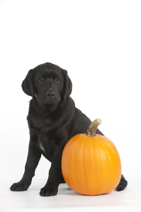 Framed Print : DOG - Black labrador sitting with a pumpkin Framed Print : DOG - Black labrador sitting with a pumpkin