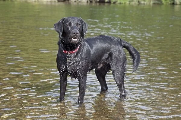 Dog - Black Labrador - wet - standing in River Wye - Hoarwithy - Herefordshire - UK