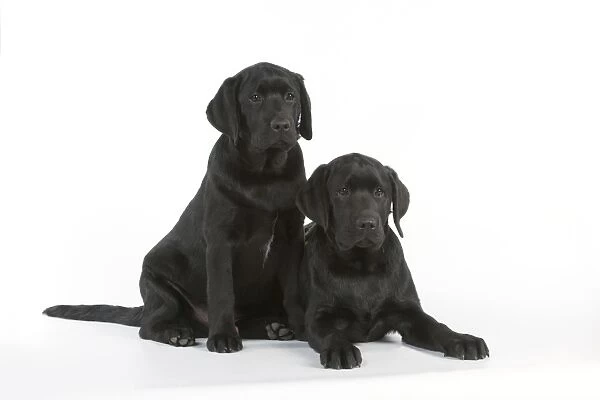 DOG - Black labradors sitting together