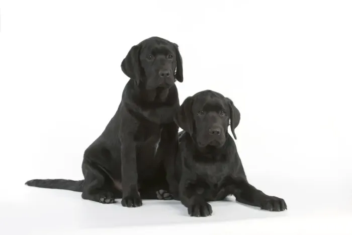 Framed Print : DOG - Black labradors sitting together Framed Print : DOG - Black labradors sitting together