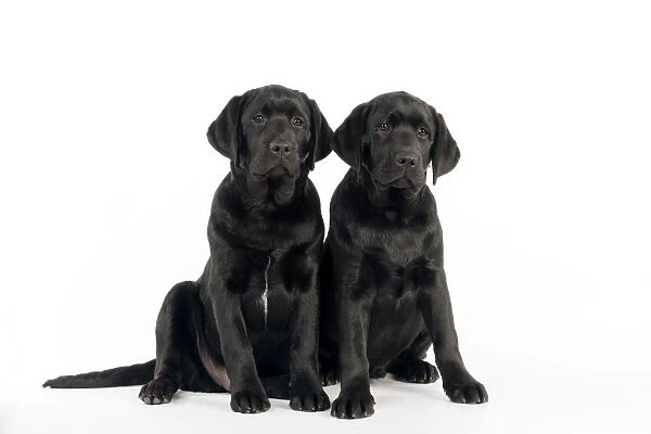 DOG - Black labradors sitting together