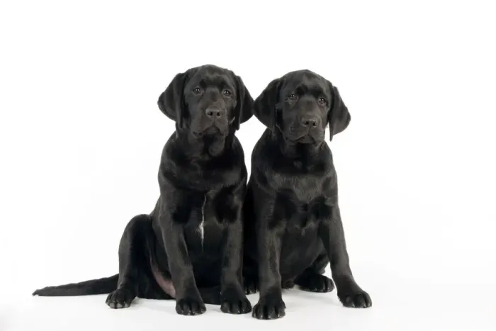 Framed Print : DOG - Black labradors sitting together