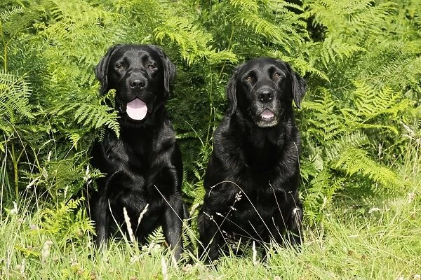 Dog. Black labradors sitting in ferns