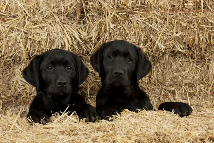 Framed Print : DOG - Black labradors sitting together in straw Framed Print : DOG - Black labradors sitting together in straw
