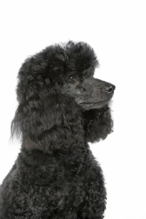 Framed Print : Dog. Black poodle Framed Print : Dog. Black poodle