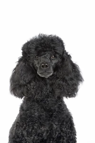 Dog. Black poodle