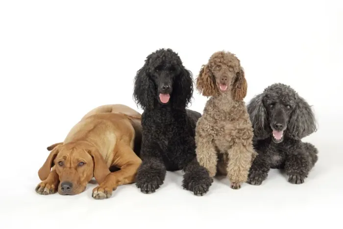 Framed Print : DOG. Black poodle, grey poodle, brown miniature poodle and dog
