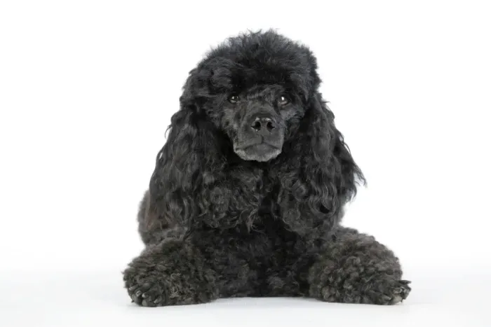 Framed Print : Dog. Black poodle laying down Framed Print : Dog. Black poodle laying down