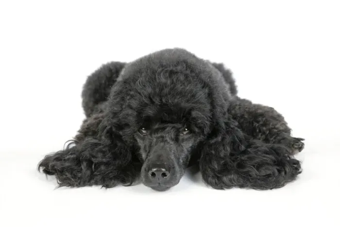 Framed Print : Dog. Black poodle laying down Framed Print : Dog. Black poodle laying down