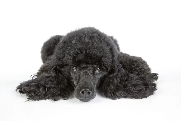 Dog. Black poodle laying down