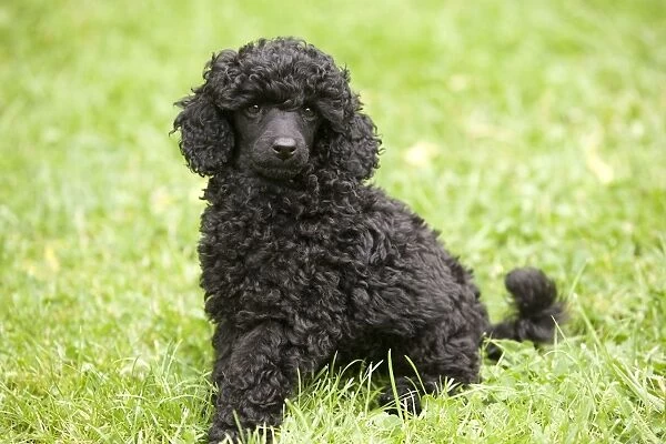 Dog - Black poodle outside in garden