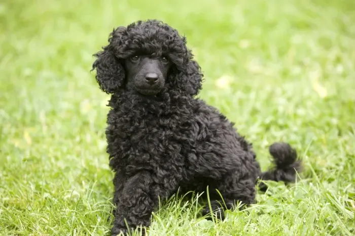 Framed Print : Dog - Black poodle outside in garden Framed Print : Dog - Black poodle outside in garden