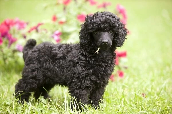 Dog - Black poodle outside in garden with grass in mouth