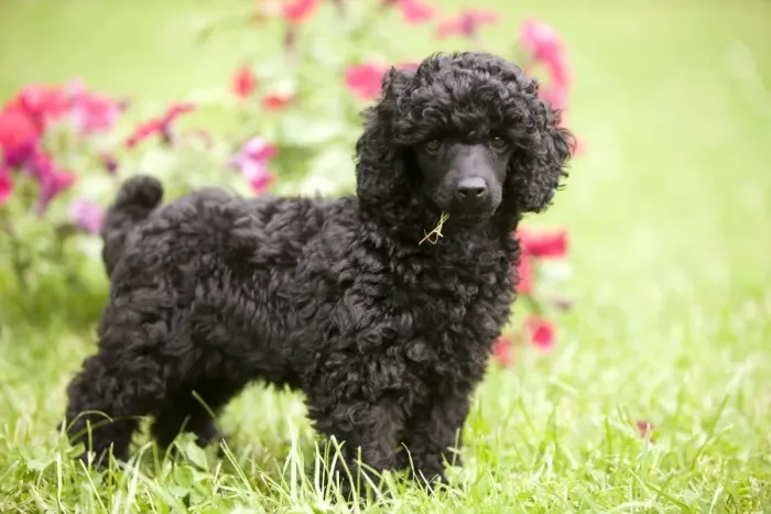 Framed Print : Dog - Black poodle outside in garden with grass in mouth Framed Print : Dog - Black poodle outside in garden with grass in mouth