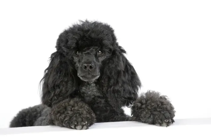 Framed Print : Dog. Black poodle with paws over ledge Framed Print : Dog. Black poodle with paws over ledge