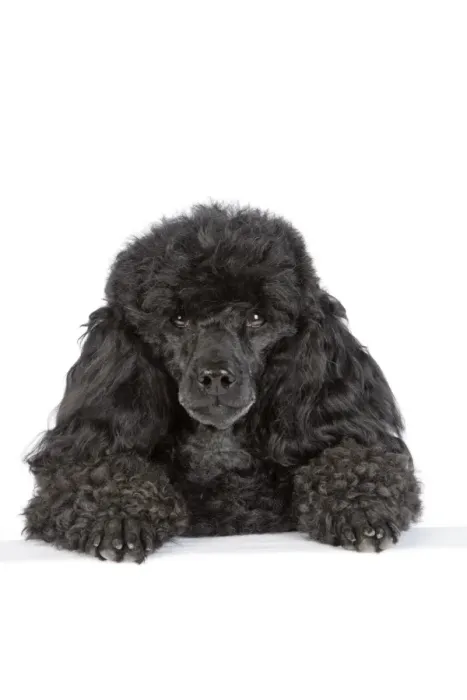 Framed Print : Dog. Black poodle with paws over ledge Framed Print : Dog. Black poodle with paws over ledge