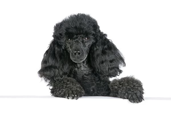 Dog. Black poodle with paws over ledge