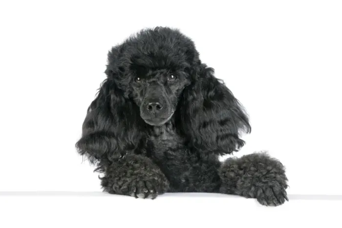 Framed Print : Dog. Black poodle with paws over ledge Framed Print : Dog. Black poodle with paws over ledge