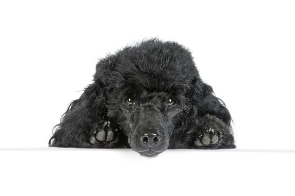 Dog. Black poodle with paws over ledge