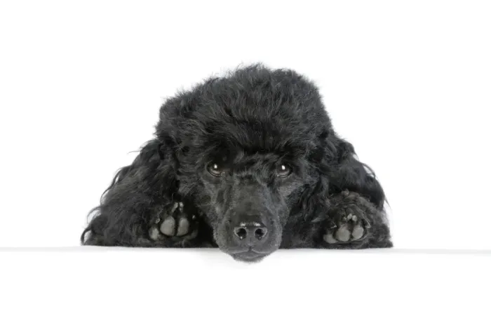 Framed Print : Dog. Black poodle with paws over ledge Framed Print : Dog. Black poodle with paws over ledge
