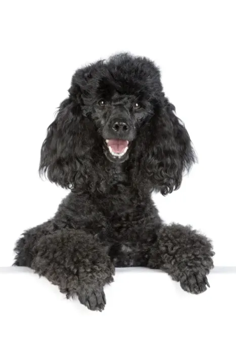 Framed Print : Dog. Black poodle with paws over ledge Framed Print : Dog. Black poodle with paws over ledge