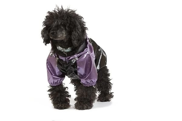 Dog - black Poodle weariny shiny purple jacket in studio