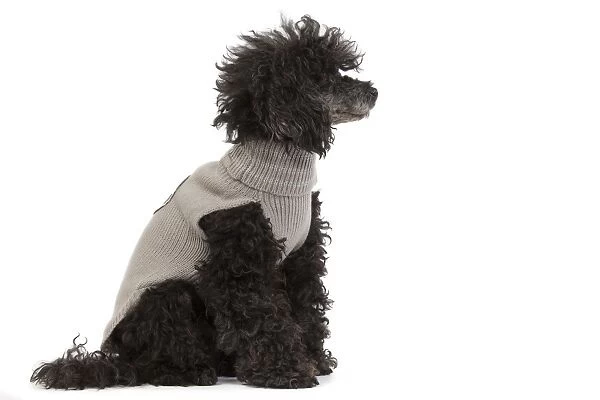 Dog - Black Poodle wering knitted jumper