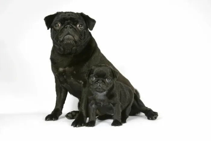 Framed Print : DOG. Black pug with black puppy (6 weeks old) Framed Print : DOG. Black pug with black puppy (6 weeks old)