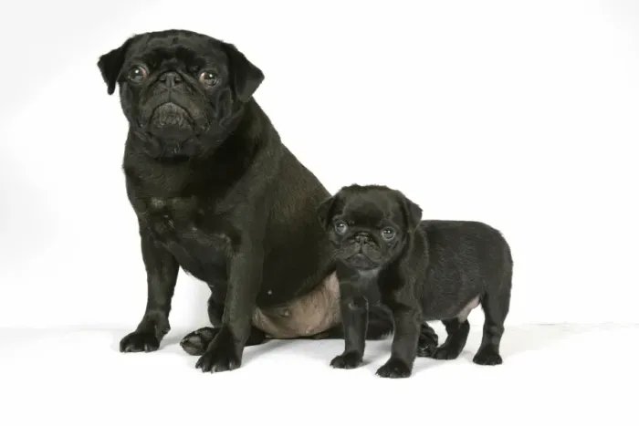 Framed Print : DOG. Black pug with black puppy (6 weeks old) Framed Print : DOG. Black pug with black puppy (6 weeks old)