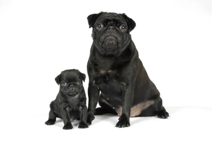 Framed Print : DOG. Black pug with black puppy (6 weeks old) Framed Print : DOG. Black pug with black puppy (6 weeks old)