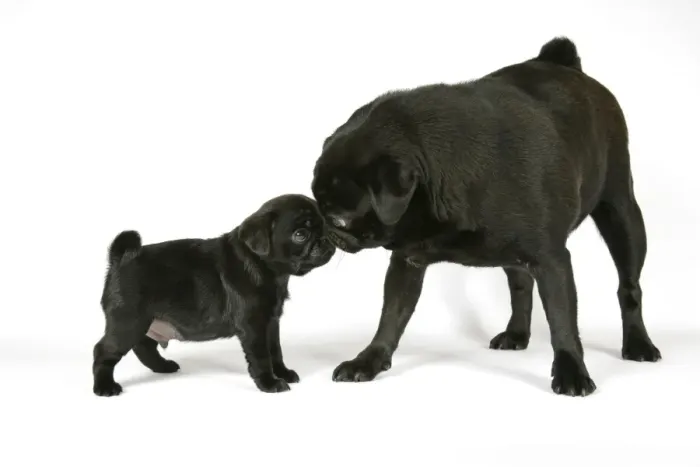 Framed Print : DOG. Black pug with black puppy (6 weeks old) Framed Print : DOG. Black pug with black puppy (6 weeks old)