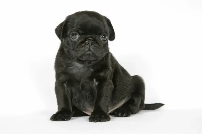 Framed Print : DOG. Black pug puppy (6 weeks old) Framed Print : DOG. Black pug puppy (6 weeks old)