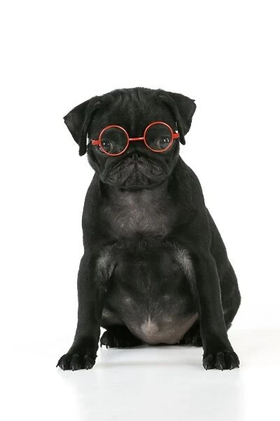 DOG. Black Pug puppy ( 6 wks old ) wearing red glasses