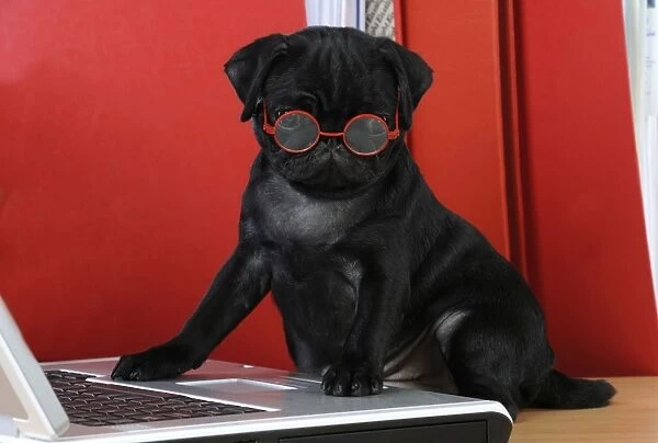 DOG. Black Pug puppy ( 6 wks old ) at the computer wearing red glasses