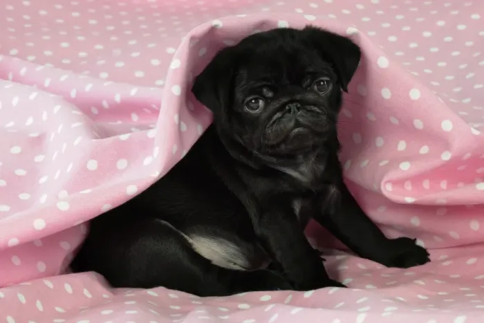 Framed Print : DOG. Black Pug puppy ( 8 wks old ) Digital Manipulation: background peech to pink Framed Print : DOG. Black Pug puppy ( 8 wks old ) Digital Manipulation: background peech to pink