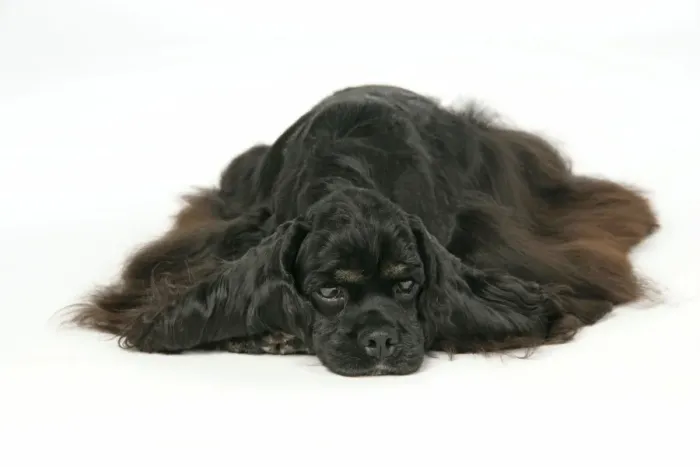 Framed Print : DOG. Black and tan American cocker spaniel laying down