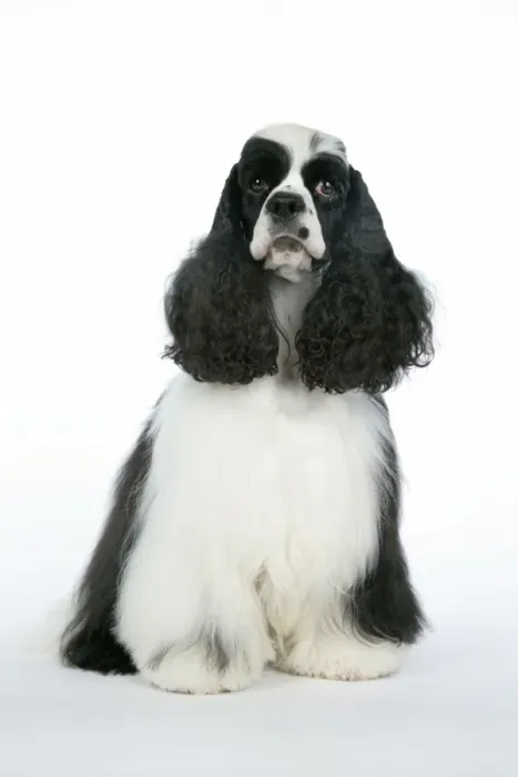 Framed Print : DOG. Black and white American cocker spaniel Framed Print : DOG. Black and white American cocker spaniel