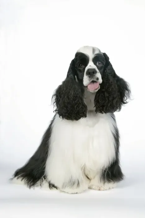 Framed Print : DOG. Black and white American cocker spaniel Framed Print : DOG. Black and white American cocker spaniel