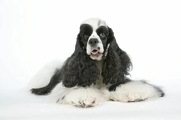 DOG. Black and white American cocker spaniel laying down