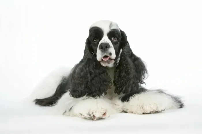Framed Print : DOG. Black and white American cocker spaniel laying down Framed Print : DOG. Black and white American cocker spaniel laying down