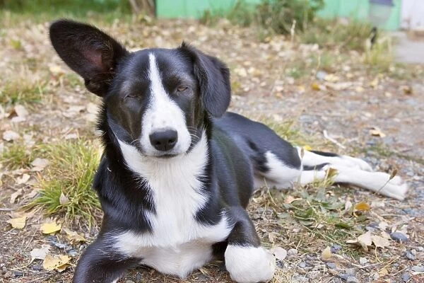 Dog - black and white puppy - with one ear standing up while the other hangs down - Patagonia - Chile - South America