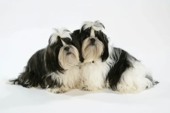 Framed Print : Dog - Black and White Shih Tzu puppies Framed Print : Dog - Black and White Shih Tzu puppies