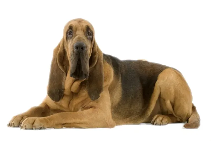 Framed Print : Dog - Bloodhound. Also known as St Hubert Hound Framed Print : Dog - Bloodhound. Also known as St Hubert Hound